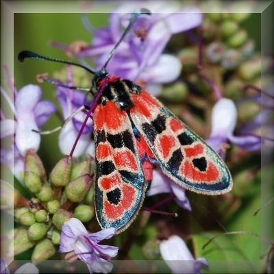 slide-6-zygaena-faustaD2C0DF98-AED4-4A26-988E-86A7A00B0F21.jpg