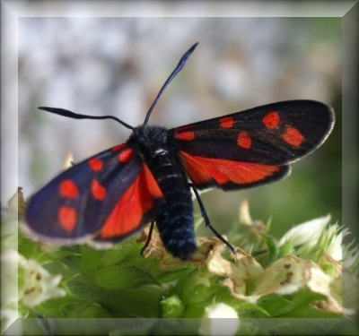 slide-7-zygaena-transalpinaE79BC1AC-96FB-460D-91ED-D0546C842630.jpg